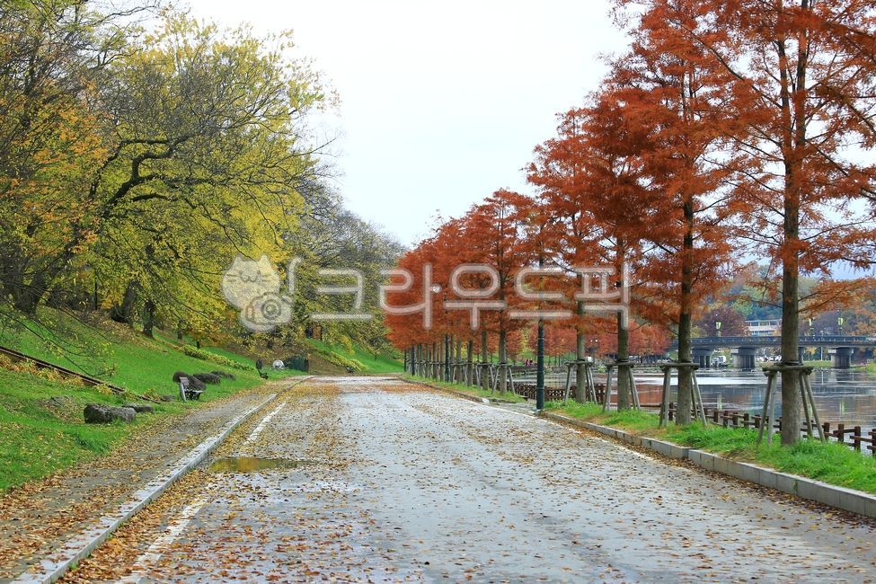 관방제림,천연기념물,나무숲,오솔길,자연,가을,공원,도로,나무,road,tree