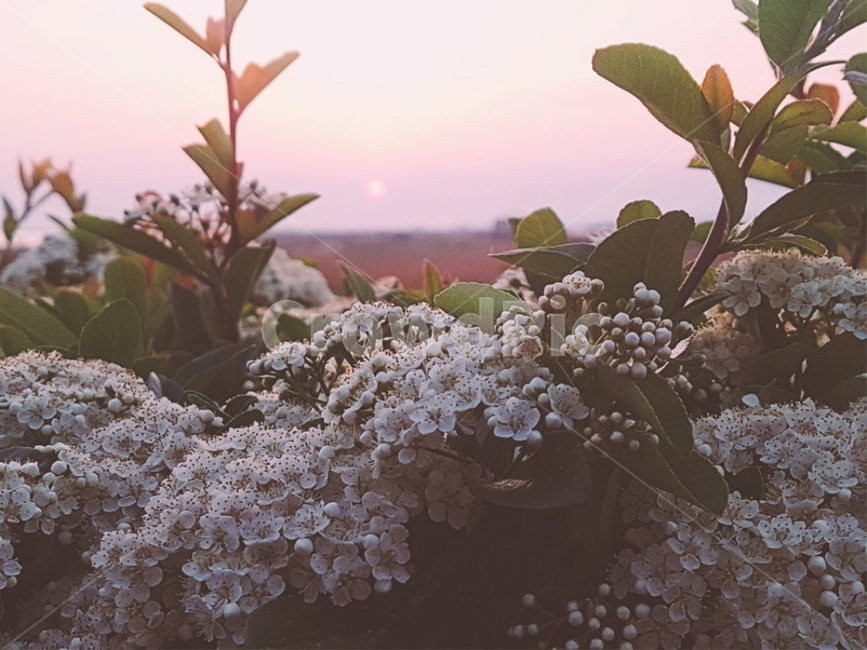 꽃,노을,해,꽃밭,outdoors,식물,plant,nature,자연