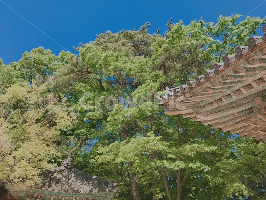 푸른나무,문화재,기와집,한옥,전통가옥,자연,sky,structure,exterior,건축물,고풍,한국문화,한국전통,처마,architecture,traditional
