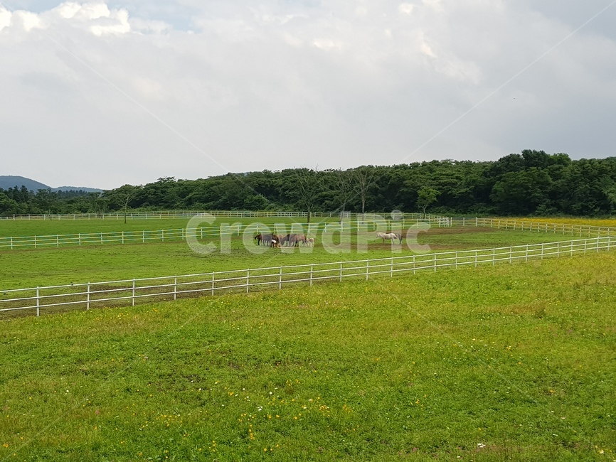 농촌,농장,자연,들,목초지,farm,말,목축업,목장,livestock farming,ranching,pasture