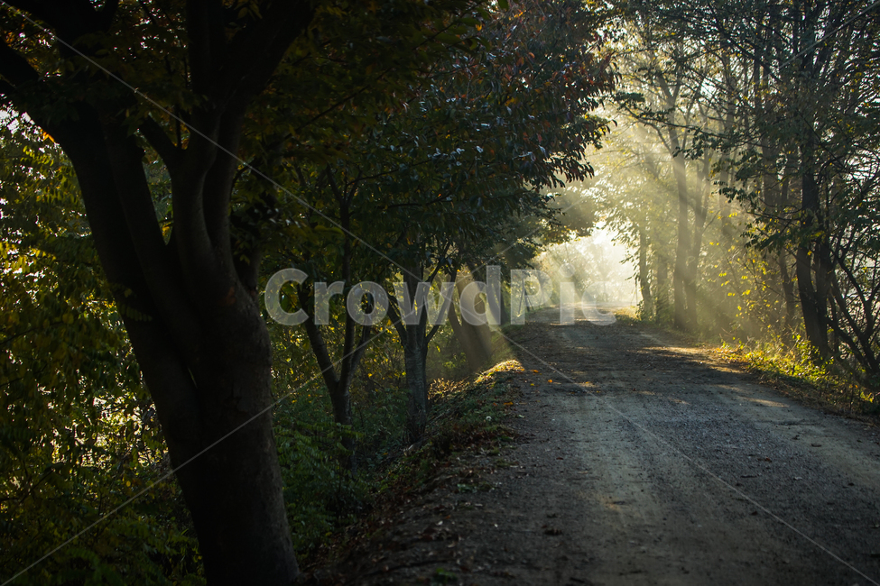 sunlight,tree tunnel,road,nature,tree,sight,farm road