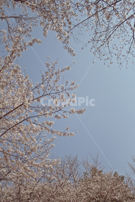 flower,blossom,plant,꽃,식물