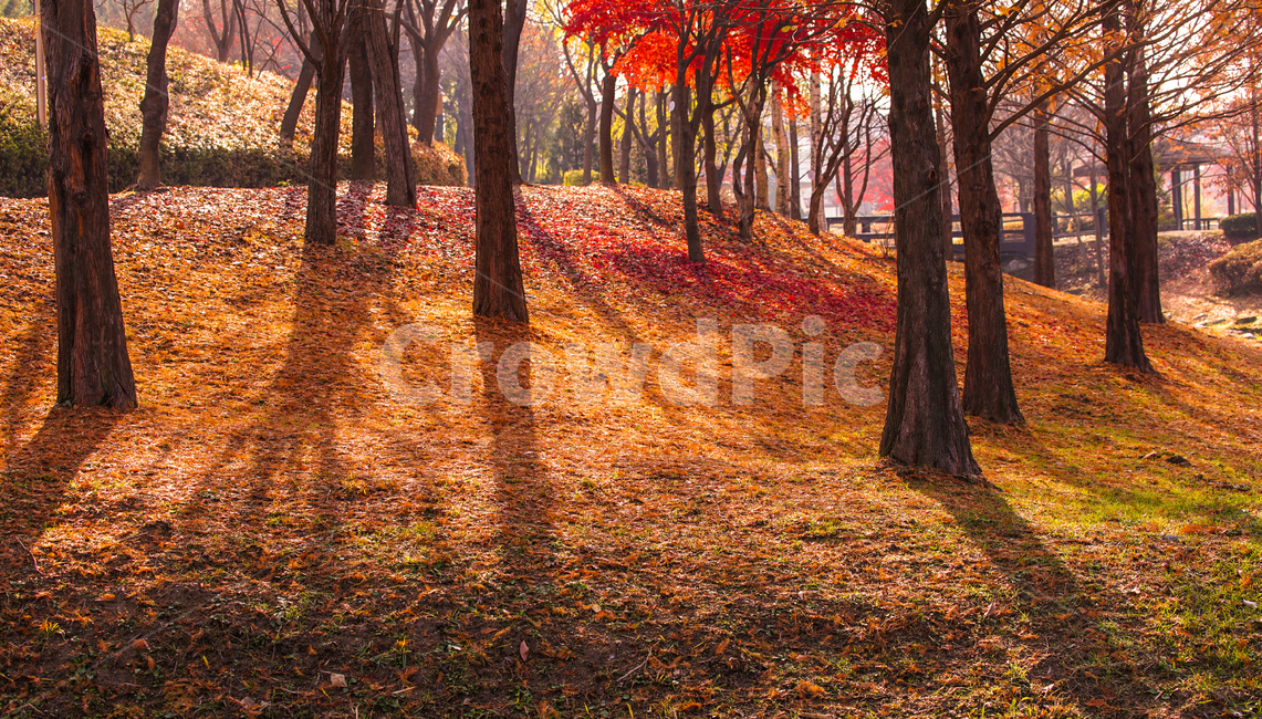 가을,산,숲속,단풍,낙엽,계절,감성,나무,식물,자연,가을,계절,fall,autumn,season,자연,풍경,nature,landscape,나무,trees,wood,tree,plant,leaf,잎
