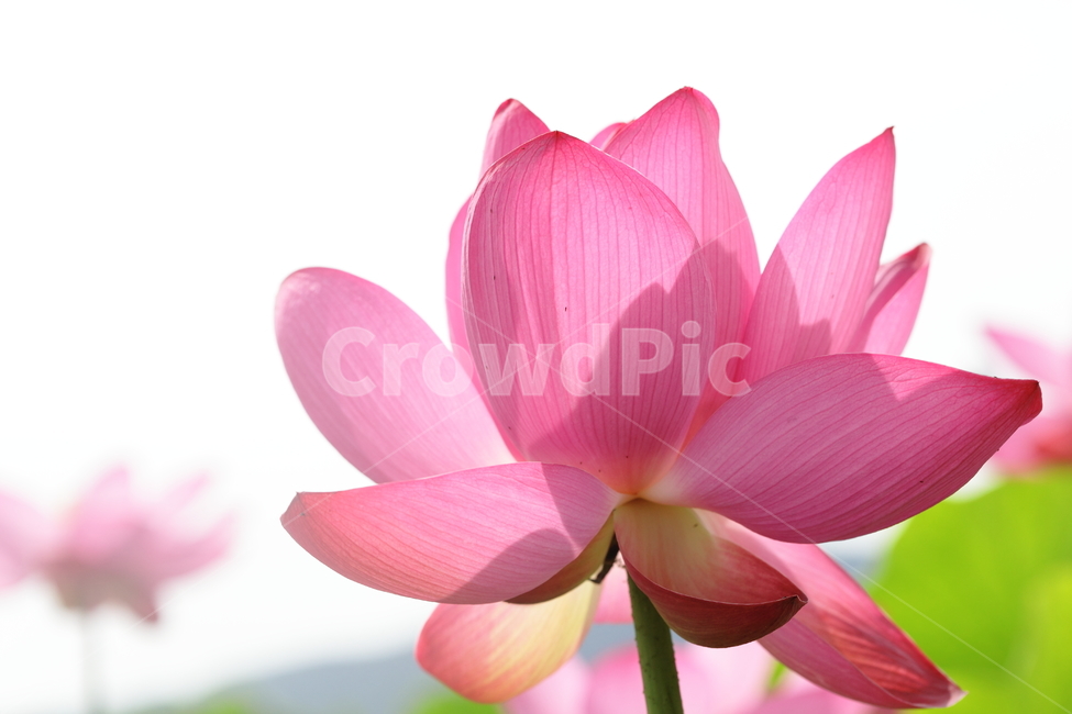 연,연꽃,수련,연잎,식물,자연,분홍,식물,자연,plants,nature,꽃,flower