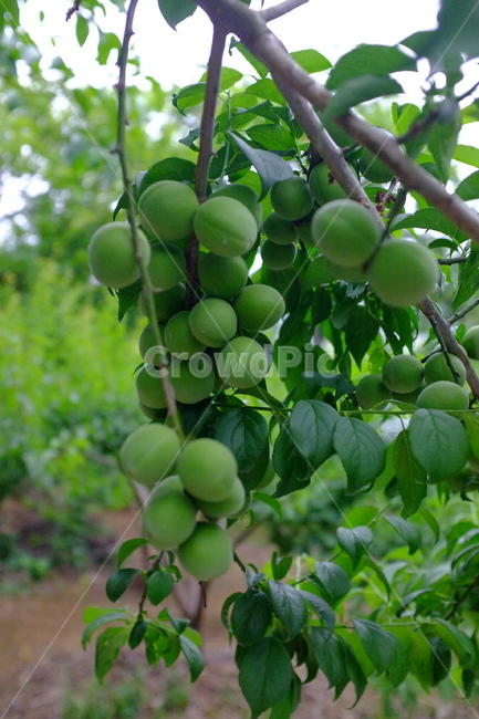 매실,청매실,plum,초록매실,과실,과일,fruit,식물,plant,매실나무,과일,열매,fruit