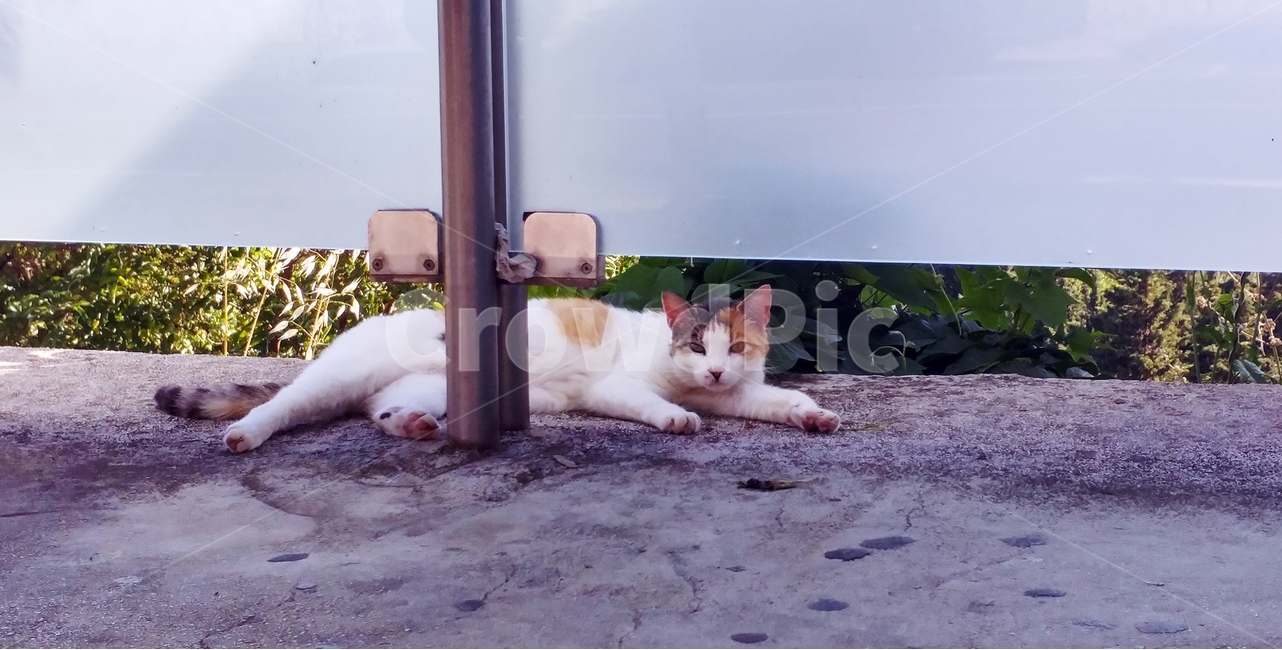 길고양이,동물,엎드린고양이,얼룩고양이,cat,동물,animal,포유류,mammal,고양이,cat,kitten,kitty