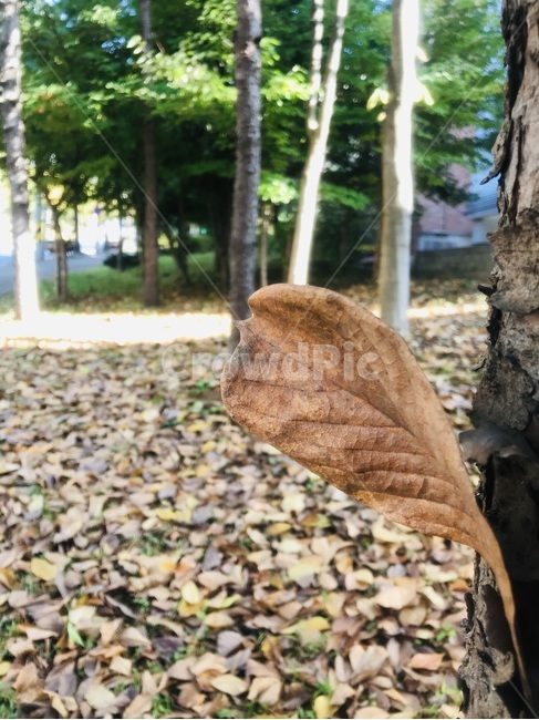 나무,식물,낙옆,가을,감성,가을,계절,fall,autumn,season,식물,자연,plants,nature,나무,trees,wood,tree,plant,tree trunk,나무 줄기