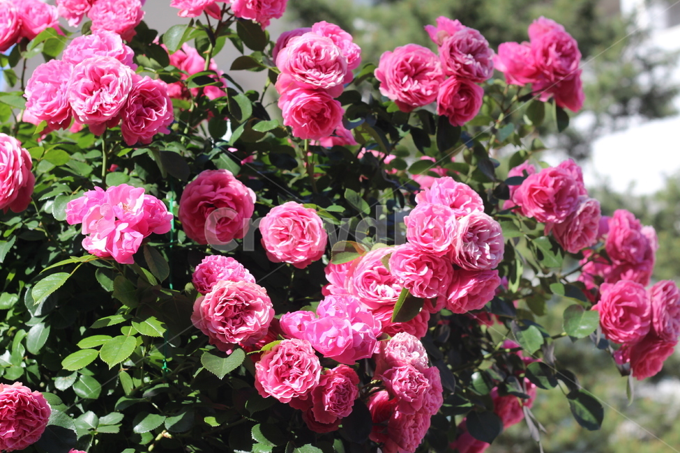 장미축제,장미꽃,장미,진분홍장미,꽃,rose,pinkrose,flower,plant,식물,화려한,예쁜,식물,자연,plants,nature,꽃,flower