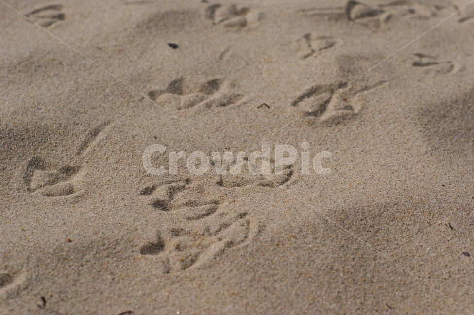 발자국,새발자국,시간,모래사장,낭만,로망,해안가,footprint,time,sand,coast,feeling,컨셉,콘셉,concept,해변,바다,beach,sea