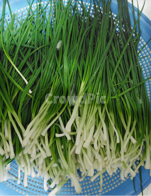 쪽파,파김치,한국음식,소쿠리,채소,한국,음식,식재료,요리,food,cook,meal,dishes,food reserves,채소,야채,vegetables