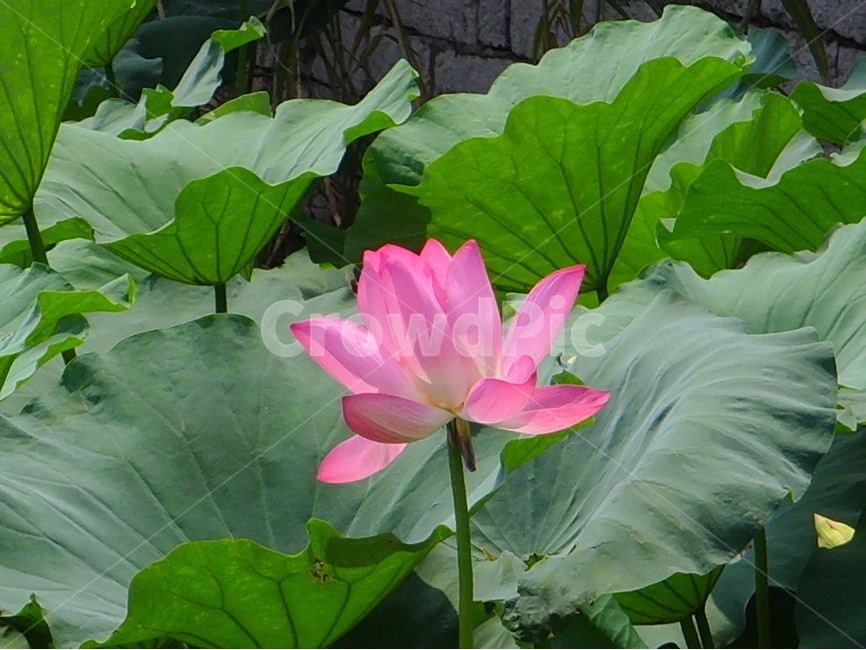 중국,제남,대명호,연꽃,분홍,식물,자연,plants,nature,꽃,flower