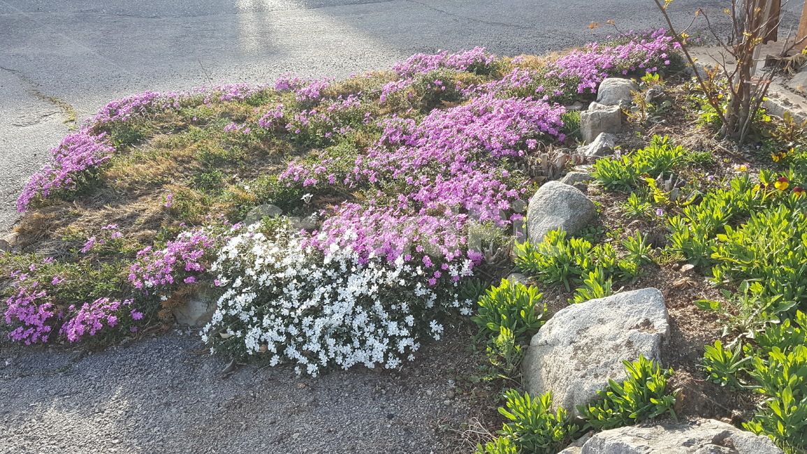 꽃,식물,화단,풍경,자연,식물,자연,plants,nature,꽃,flower