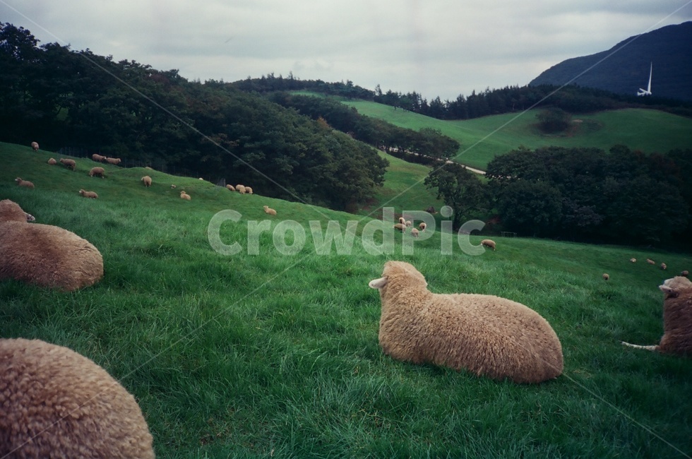 양떼목장,양,초록,잔디,동물,animal,sheep,강릉시,필름,빈티지