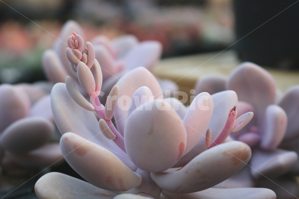 아마존네스,식물,다육식물,다육이,다육,선인장,열대식물,자연