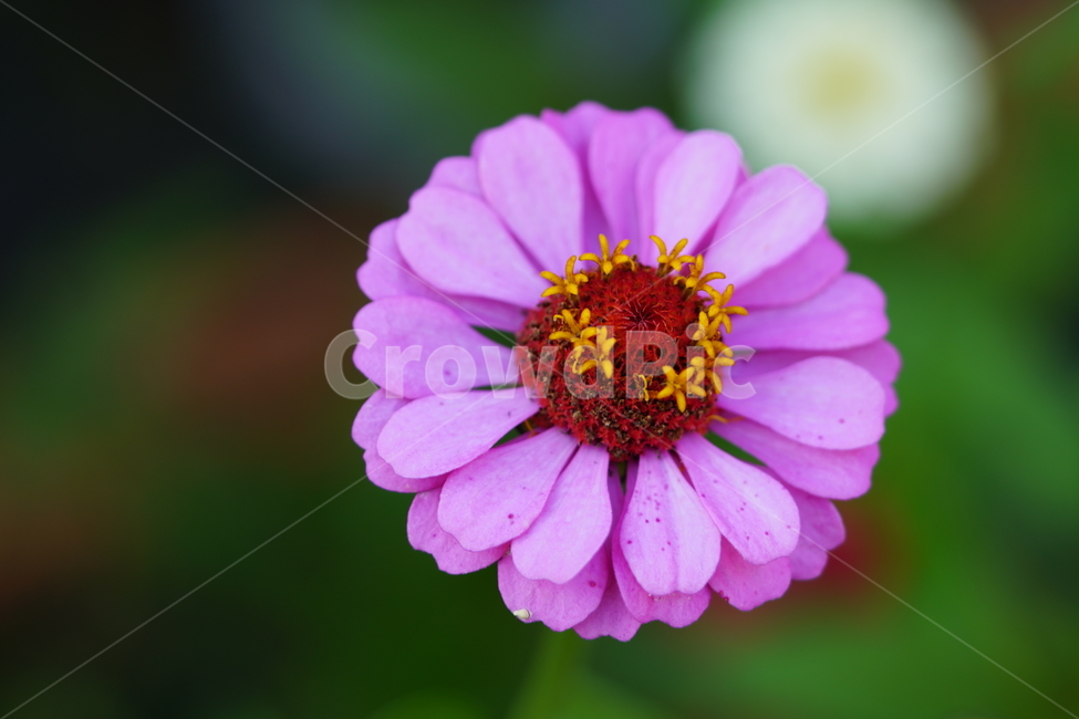백일홍,꽃,플라워,자연,식물,가을꽃,가을,crapemyrtle,zinnia,flower,nature,plants,autumn,fall,10월,october,식물,자연,plants,nature,꽃,flower