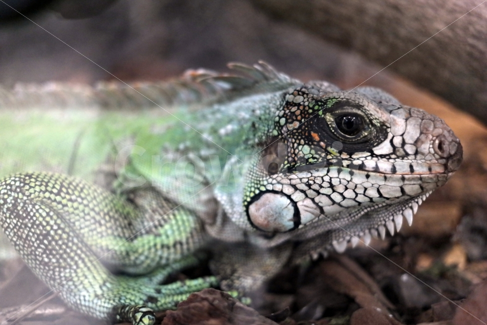 color,Lizard,reptile,eyes,cute,life,beautiful,iguana,disgusting,coloring,scary,pet,raising,pretty,green,wet,moisture,eye,environment,scales,animal,creature,colorful,hobby