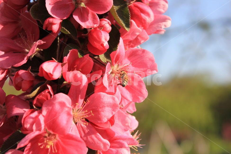 꽃,빩간색,붉은꽃,빨강,벌,꿀벌,근접,봄,식물,자연,plants,nature,꽃,flower,동물,animal,곤충,벌레,insect,bug