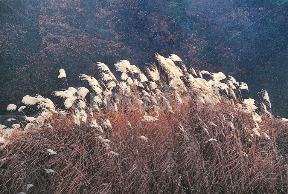 갈대,가을,자연풍경,배경,바람,회화적,쓸쓸함,들판,역광,감성,가을,계절,fall,autumn,season,식물,자연,plants,nature,grass,잔디,plant,lawn,reed