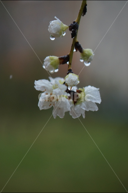 백매화,흰색,봄,하늘,저녁,흐림,봄,계절,spring,season,식물,자연,plants,nature,꽃,flower,plant