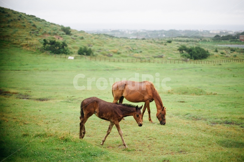 말,초원,우도,풀,jeju,제주,동물,animal,포유류,mammal