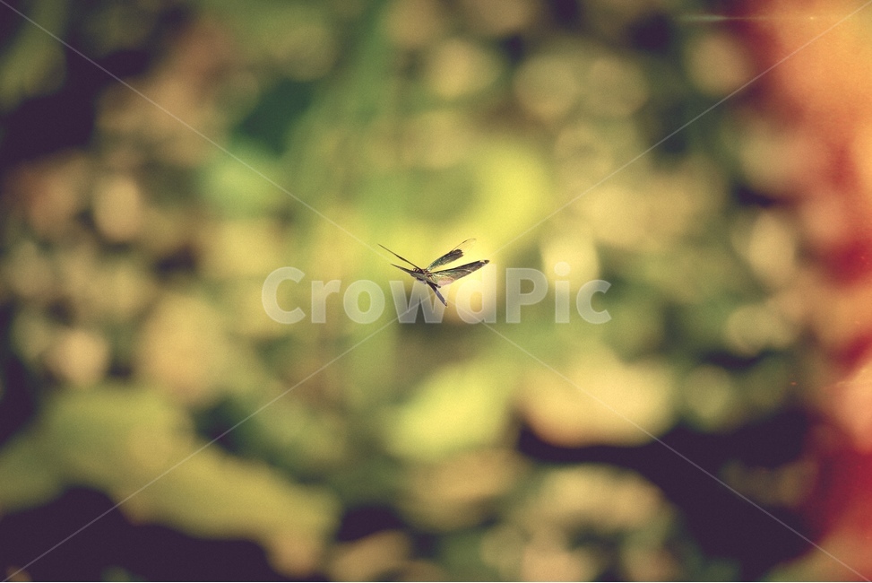 곤충,햇살,보케,자연,여름,동물,animal,곤충,벌레,insect,bug