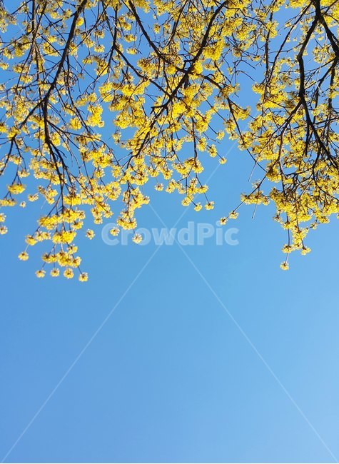 봄,산책,산수유,파란하늘,꽃,노랑,파랑,봄,계절,spring,season,식물,자연,plants,nature,꽃,flower,tree,나무,plant