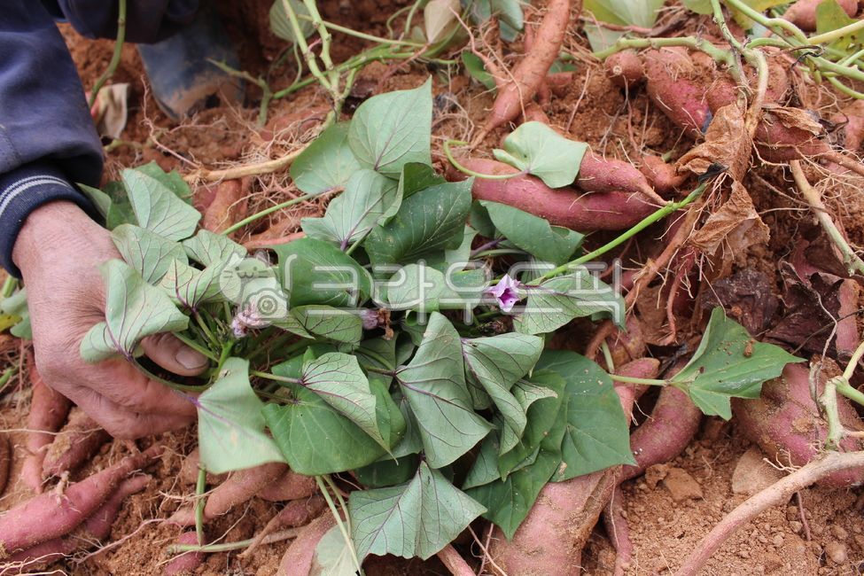 고구마,국내산고구마,고구마수확,고구마밭,제철고구마,고구마꽃