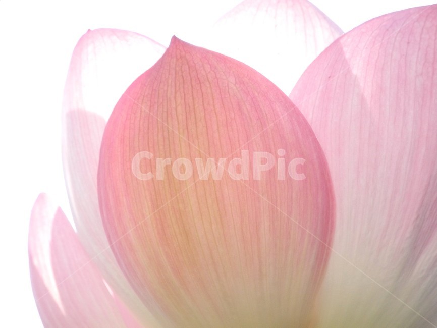연꽃,꽃,연잎,꽃잎,식물,꽃,flower