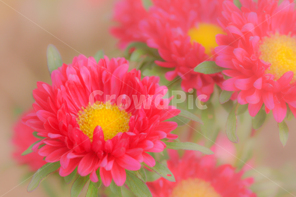 꽃,봄,과꽃,감성,붉은색,식물,자연,plants,nature,꽃,flower