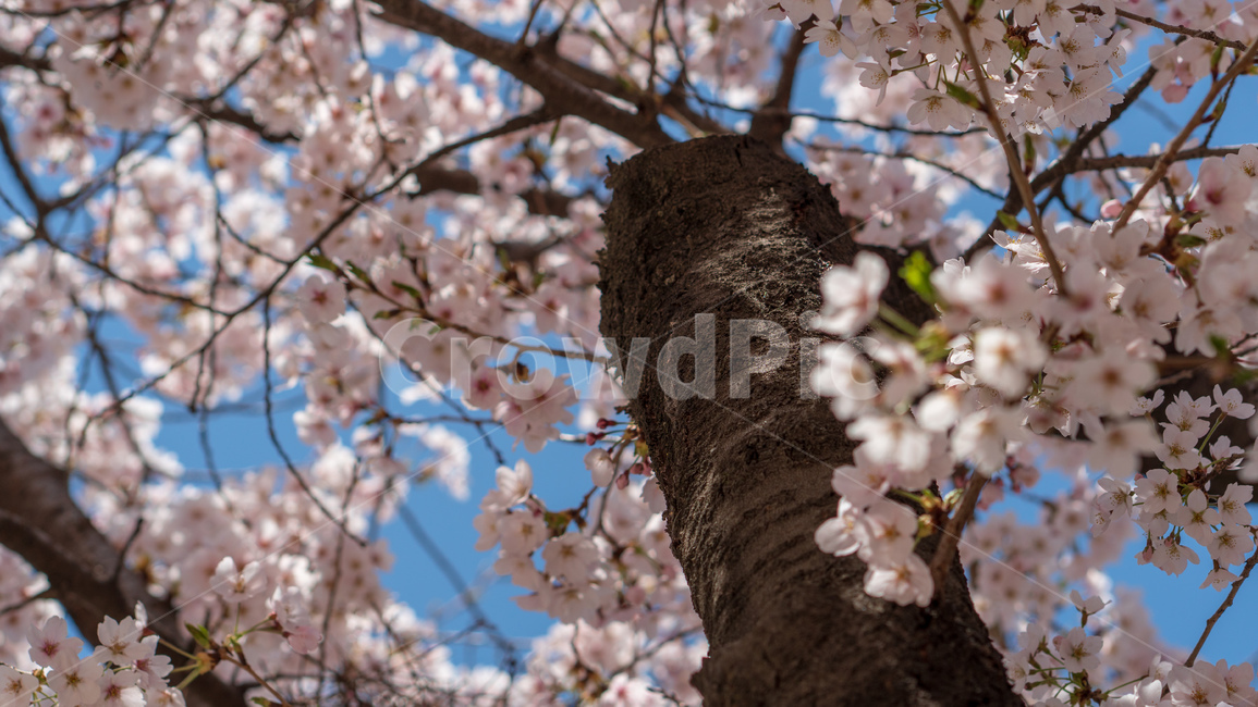 벚꽃,봄꽃,봄,자연,계절,season,spring,cherryblossoms,꽃축제,봄날,화려한,예쁜,핑크색,하얀색,파란색,파란하늘,flower,nature,garden,beautiful,공원,바탕,정원,봄하늘,나무,가로수