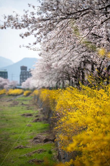 봄,개나리,벚꽃,풍경,봄꽃,봄,계절,spring,season,plant,식물,flower,꽃,blossom,cherry blossom