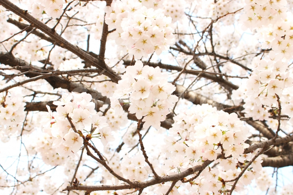 풍경사진,봄,꽃,벚꽃,자연,하늘,flower,spring,봄,계절,spring,season,식물,자연,plants,nature,꽃,flower,plant,blossom