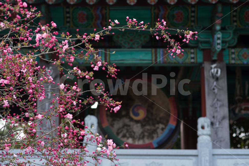 강진,남미륵사,절,풍경,꽃,해당화,봄,핑크,한국의미,식물,자연,plants,nature,한국전통,한국문화,korean traditional,korean culture,봄,계절,spring,season,꽃,flower,plant