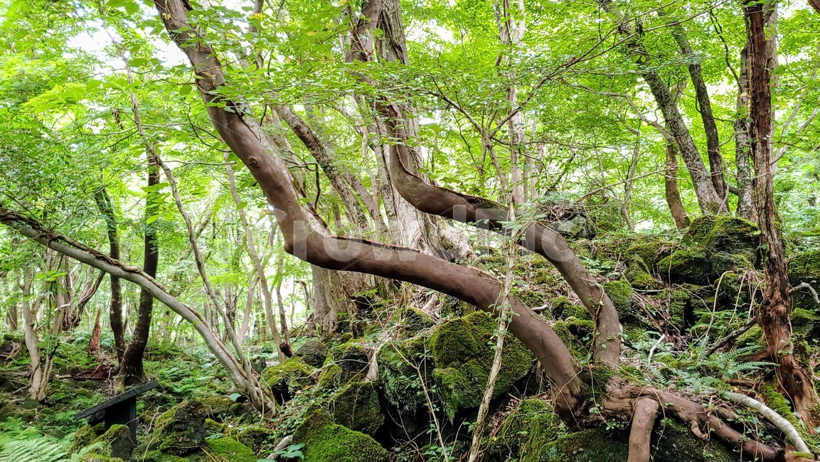 제주도,제주숲,곶자왈,제주원시림,제주화산암,jejuforest,nature,green,jejuforestlandscape,tree,forest,자연,제주도자연