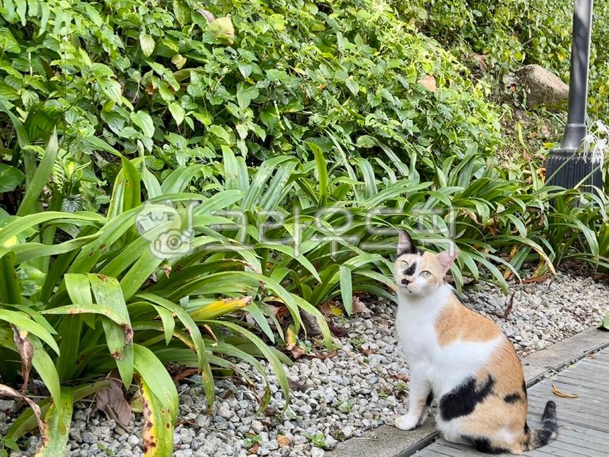 고양이,길고양이,식물,동물,스트레이캣