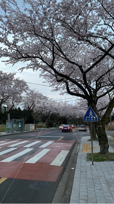 도로,벚꽃길,꽃,벚꽃,flower,pink,road
