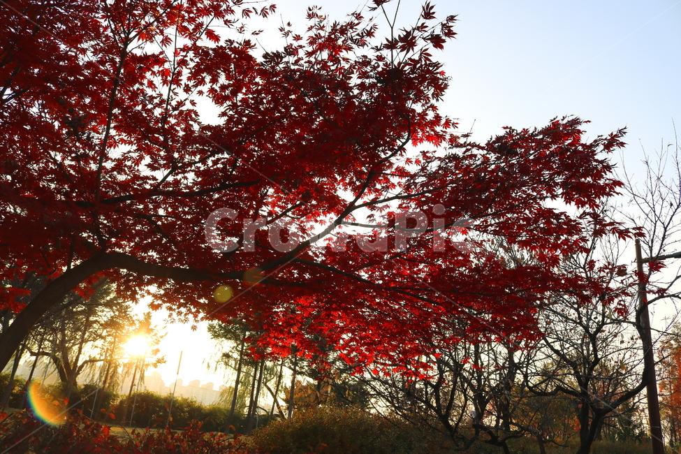 단풍,단풍나무,나무,식물,가을,자연,가을,계절,fall,autumn,season,식물,자연,plants,nature,나무,trees,wood,tree,plant,maple,leaf,잎