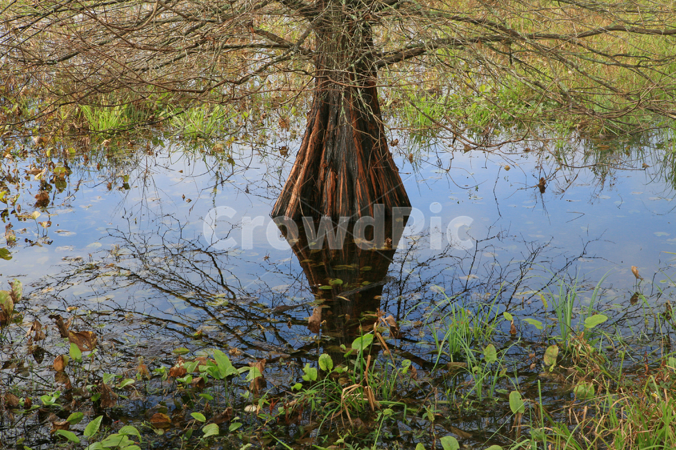 nature,자연,늪,나무,덩쿨,습지,공원,야외,tree,outdoor,park,wetland,marsh,반영,반사,reflection,reflect