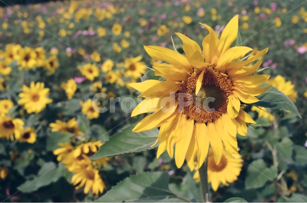 해바라기,sunflower,꽃,flower,가을,공원,여름,계절,summer,season,겨울,winter,식물,자연,plants,nature,꽃,flower,plant,blossom