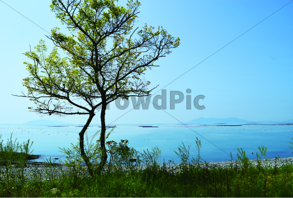 바다,나무,풍경,하늘,자연,자연,풍경,nature,landscape,tree,plant,식물