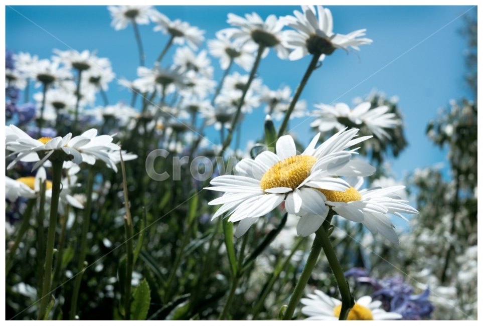 꽃,들꽃,화단,국화,꽃밭,식물,자연,plants,nature,꽃,flower