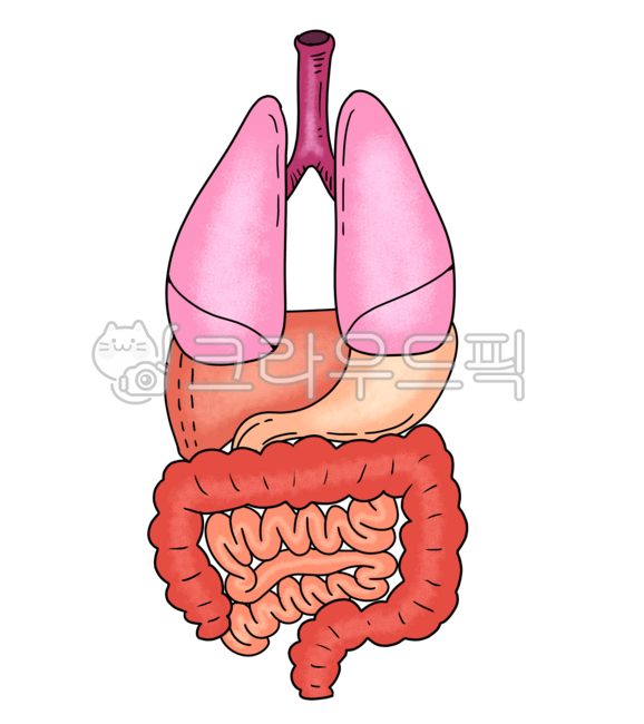 신체,인체,신체기관,의료그림,간,폐,위,대장,내장,bodypart,신체부위,stomach,인체소스,신체소스,디자인소스,일러스트소스,누끼,내장소스,인체기관,의료용,의학소스,의학일러스트,의료일러스트,내장일러스트,신체일러스트,인체일러스트
