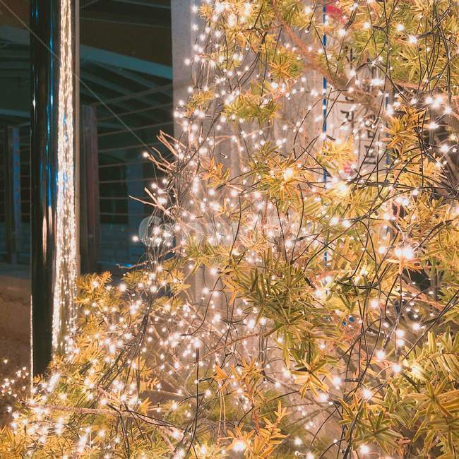 크리스마스,트리,christmas,tree,shine,분위기,나무,반짝,풍경,배경