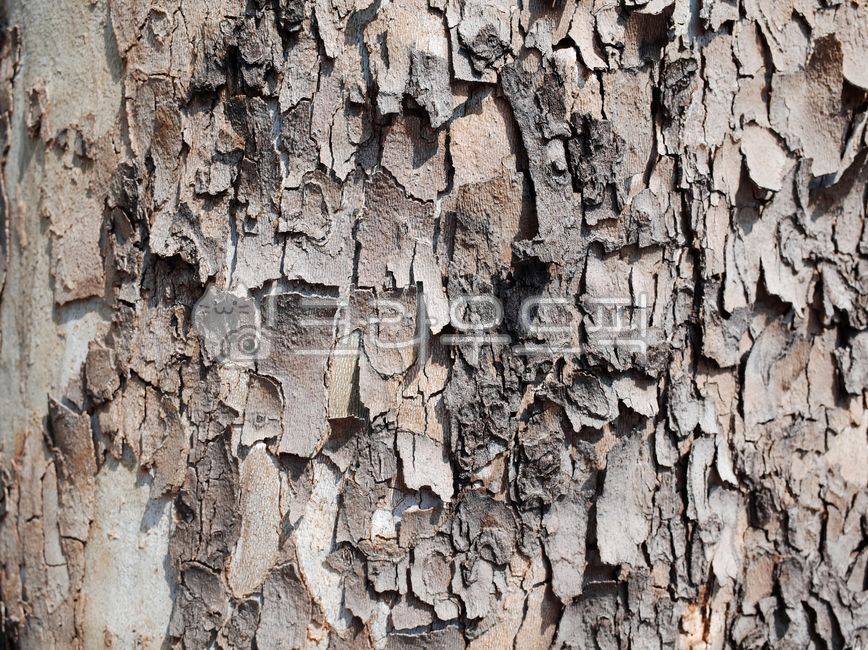 rough,skin,pattern,irregular,tree bark,tree trunk,plants,treetrunk,surface,nature,texture,tree,abstract,thebakofatree,background,vintage,scales,plant,wall