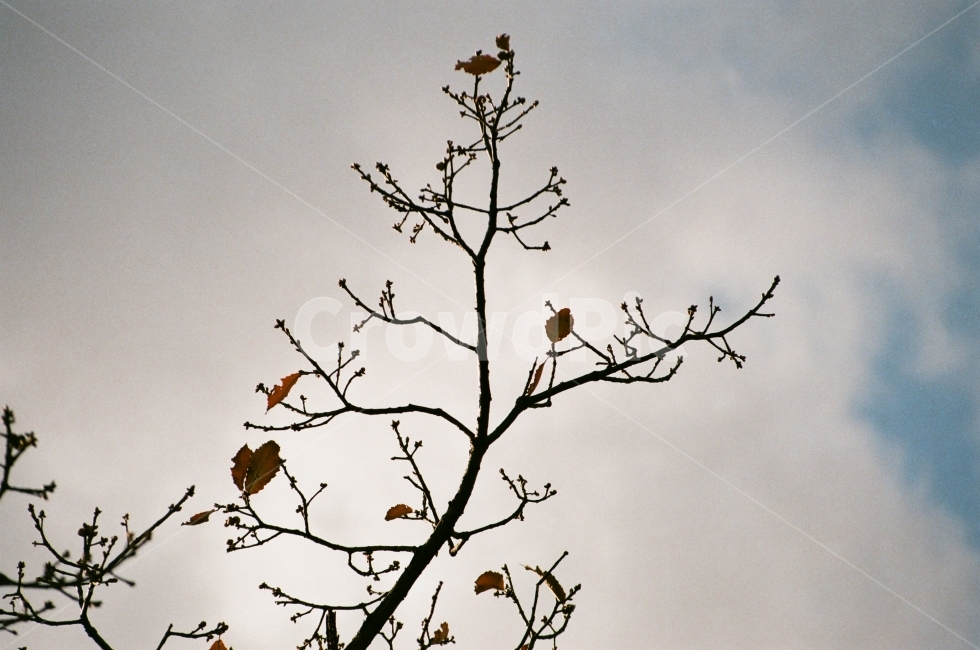 나무가지,열매,구름,산,오전,식물,자연,plants,nature