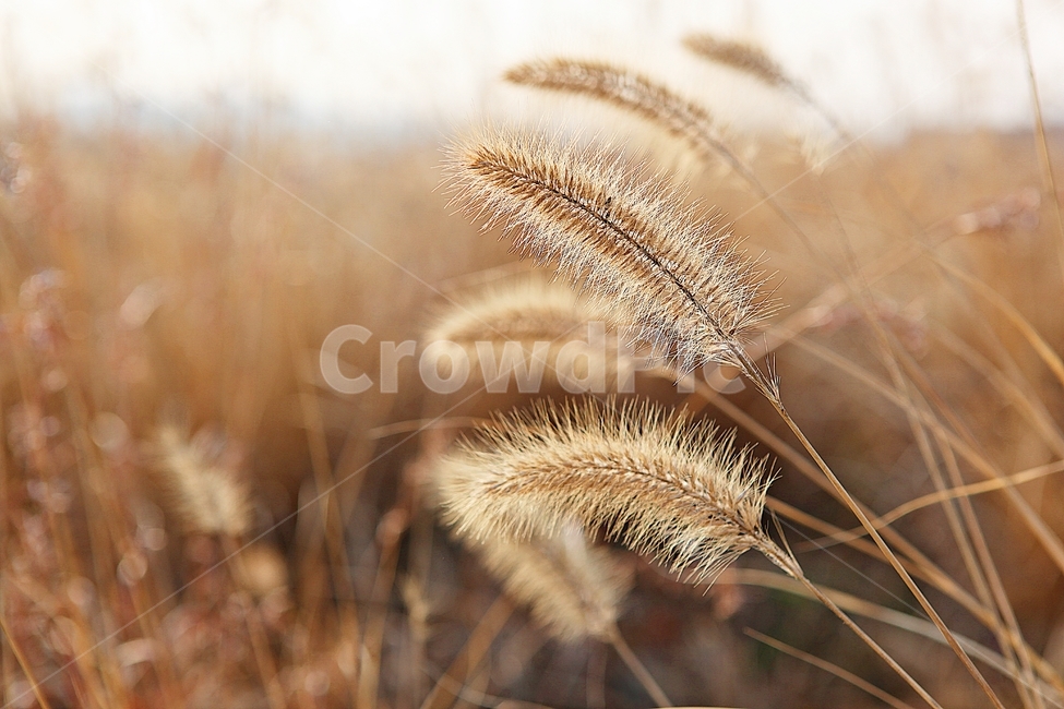 강아지풀,강아지풀꽃,꽃,잡초,가을,풀,공원,야외,가을,계절,fall,autumn,season,식물,자연,plants,nature