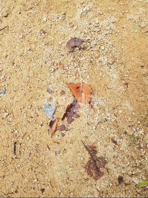흙,낙엽,단풍,가을,자연,햇살,숲,가을,계절,fall,autumn,season,ground,바닥,nature,sand,모래,outdoors,옥외