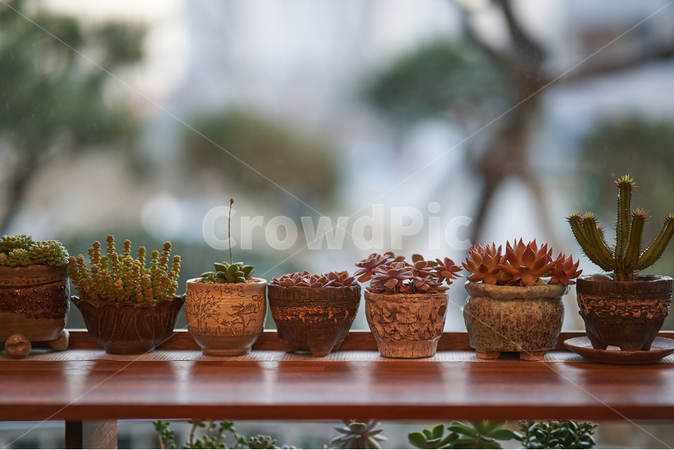 화분,다육이,다육식물,botanical,plant