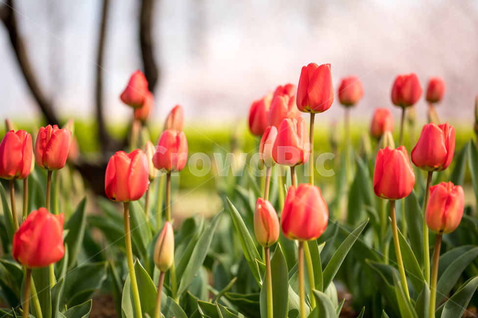 튤립,꽃,봄,봄꽃,식물,야외,실외,봄,계절,spring,season,식물,자연,plants,nature,꽃,flower,plant,blossom