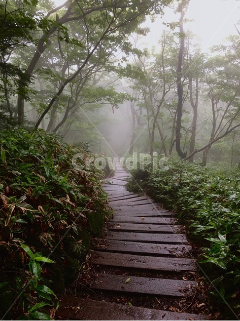 등산,한라산,등산로,계단,숲,숲속,안개,자연,풍경,nature,landscape,outdoors,옥외,weather,날씨,flagstone,판석